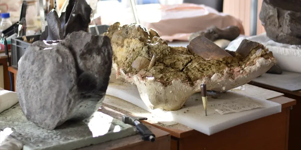 ronan allain eidola édition fossiles interview article musée d'angoulême mimo