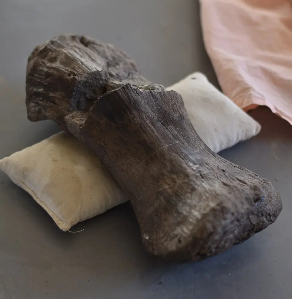 ronan allain eidola édition fossiles interview article musée d'angoulême mimo