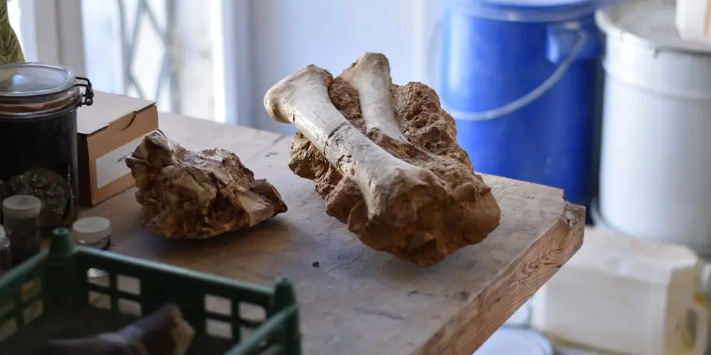 ronan allain eidola édition fossiles interview article musée d'angoulême mimo