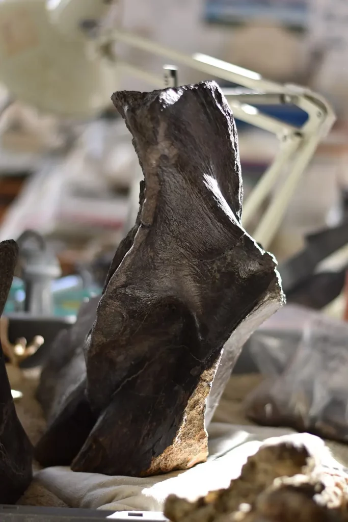 ronan allain eidola édition fossiles interview article musée d'angoulême mimo